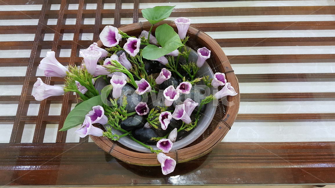 식물,꽃,고구마꽃,꽃꽂이,식탁장식,식물,자연,plants,nature,꽃,flower,실내용화초,화분,화초,house plant,인테리어,실내디자인,interior design