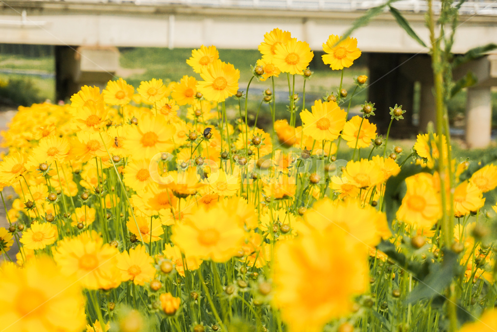 노랑,꽃,식물,초록,노란꽃,가을,계절,fall,autumn,season,식물,자연,plants,nature,꽃,flower,spring,봄
