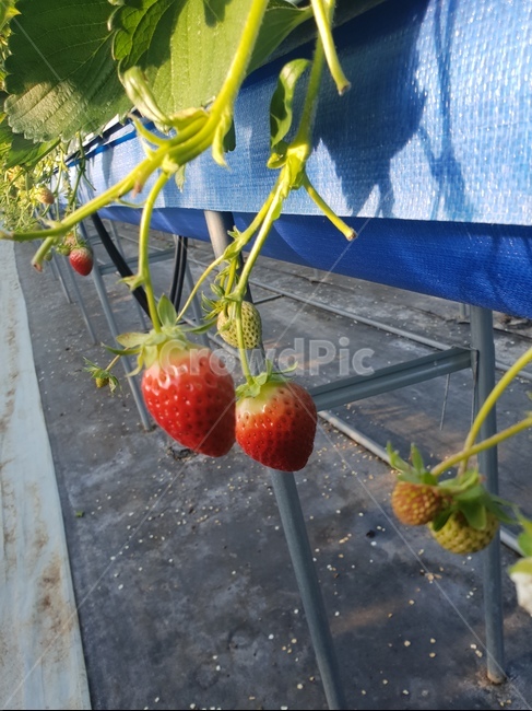 딸기,plant,식물,과일,fruit,과일,열매,fruit