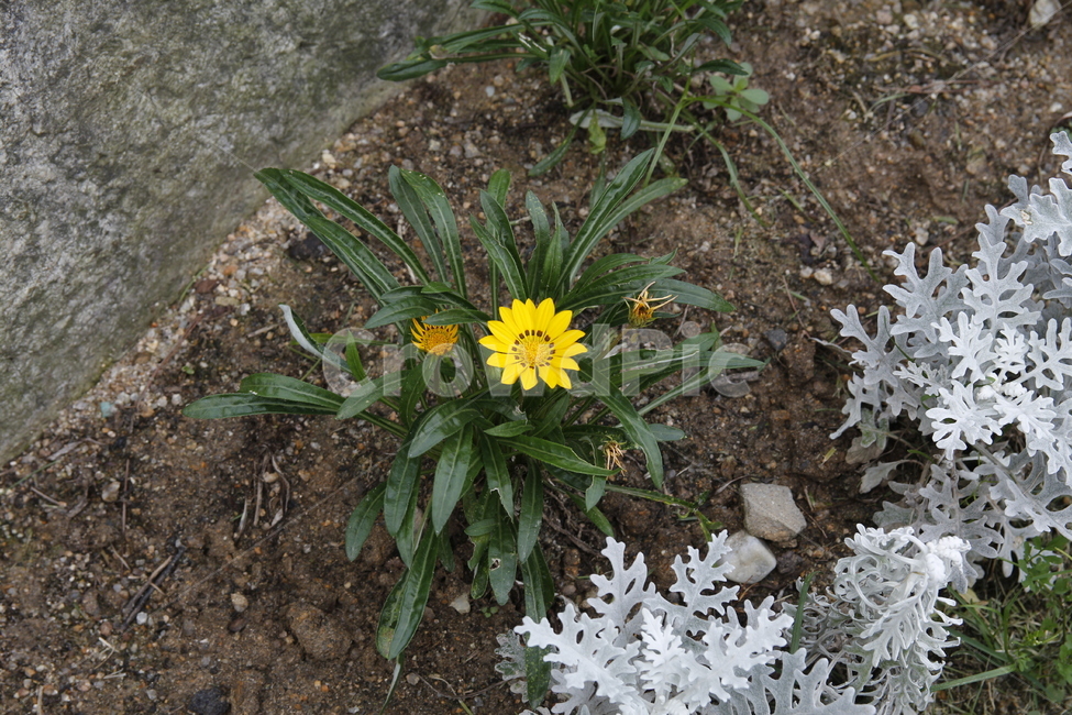꽃,노란꼿,식물,풀,꽃잎,따뜻한,포근한,식물,자연,plants,nature,꽃,flower