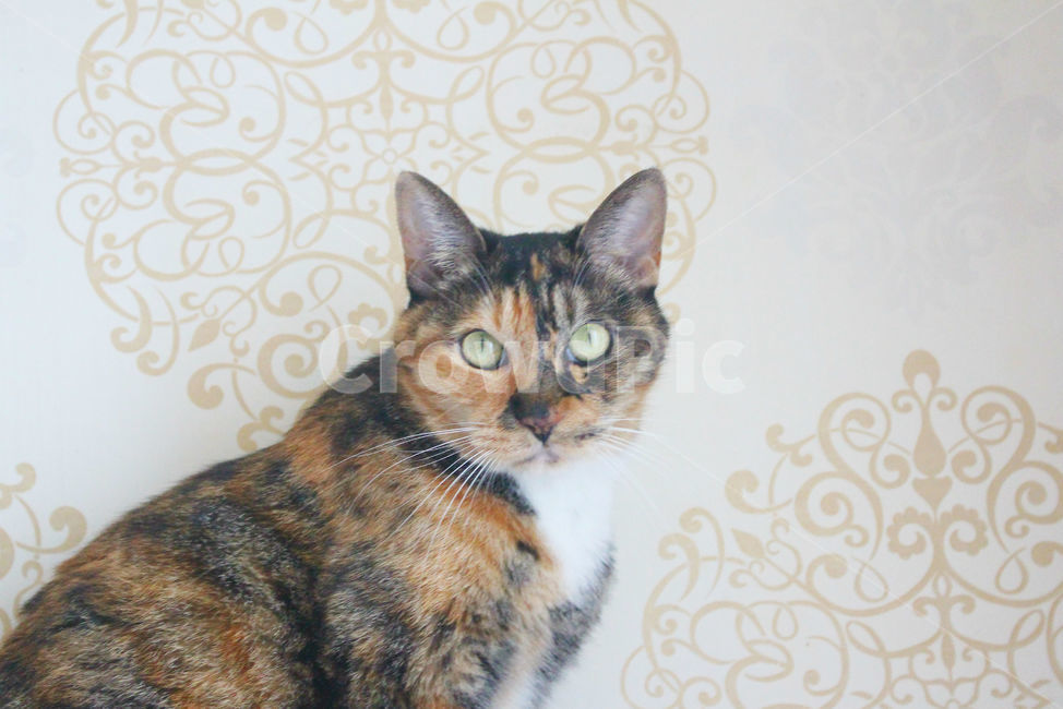 고양이,반려동물,삼색고양이,동물,애완묘,집사,cat,animal,포유류,pet,동물,animal,포유류,mammal,고양이,cat,kitten,kitty