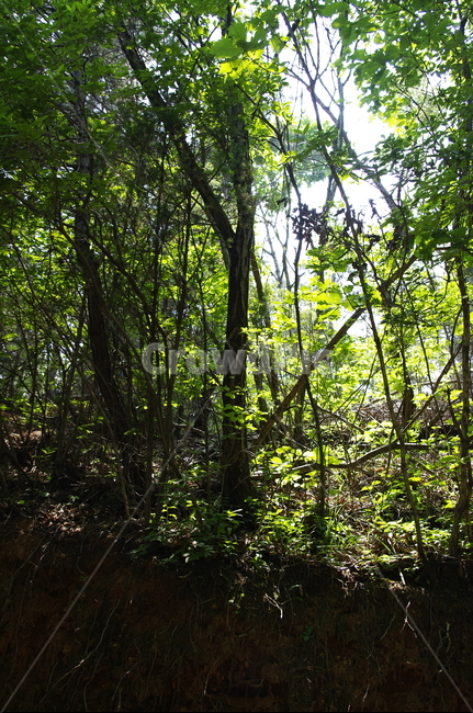 초록,나무,식물,plant,자연,nature,숲,빛,자연,풍경,nature,landscape,vegetation,초목,land,땅,outdoors,옥외,tree,woodland,삼림지,forest,jungle,밀림