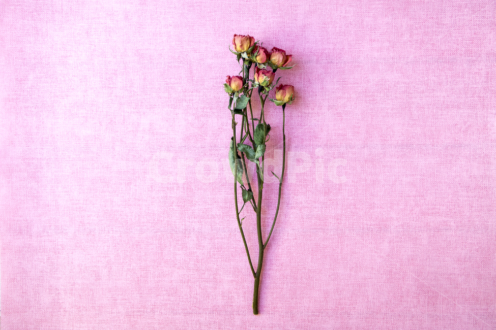 드라이플라워,말린꽃,꽃,식물,건조,꽃,flower