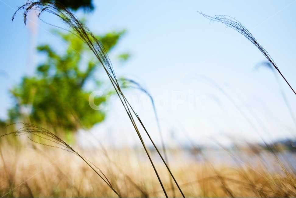 plant,식물,잔디,grass,가을,식물,자연,plants,nature