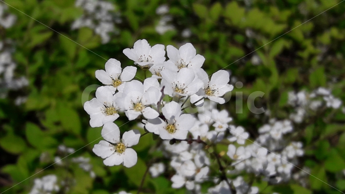 꽃,흰색,노랑,초록,여름,식물,자연,plants,nature,꽃,flower