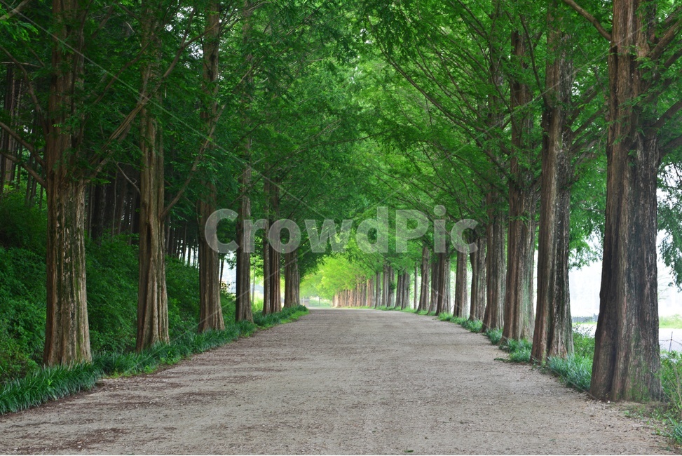 path,통로,tree,나무,plant,식물,dirtroad,흙길,road,도로,gravel,자갈,담양,메타길,메타스콰이어길,메타길여름,여름,계절,시원한길