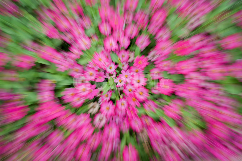 꽃,정원,봄,알록달록,분홍,핑크,여름,순천만정원,주밍,꽃,flower,연출,컨셉,콘셉,direction,concept