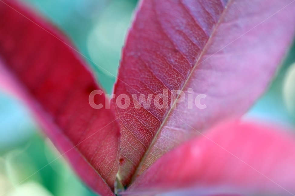 잎맥,잎,풀,식물,붉은,접사,매크로,식물,자연,plants,nature