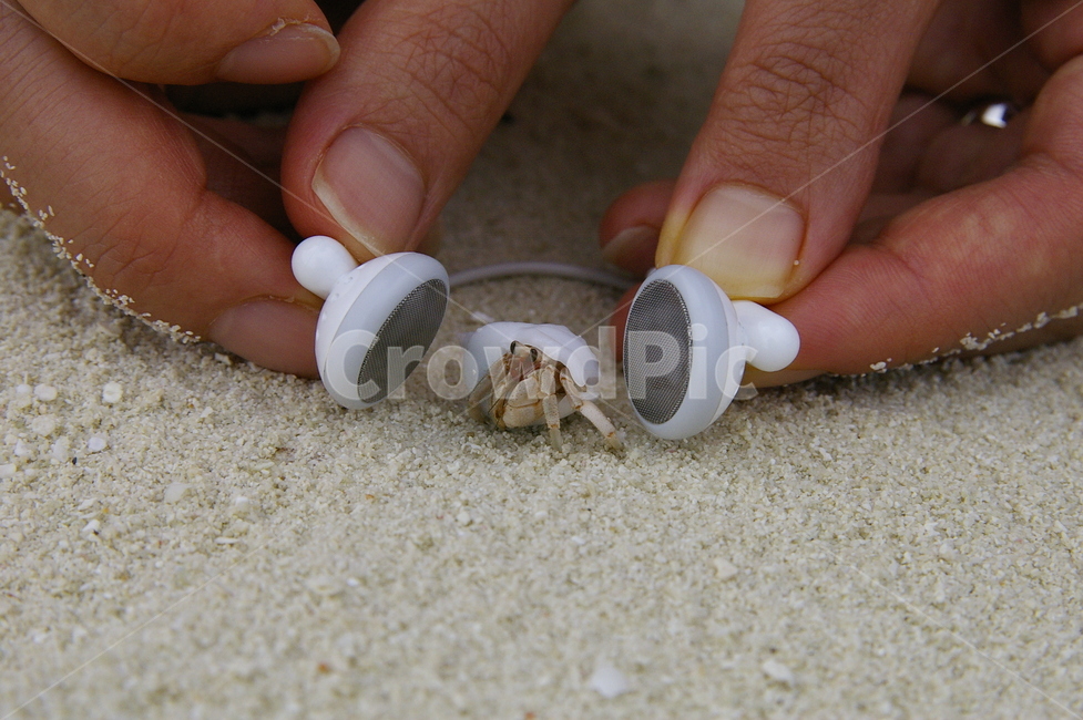 소라게,음악,이어폰,모레,손,hermit,crab,music