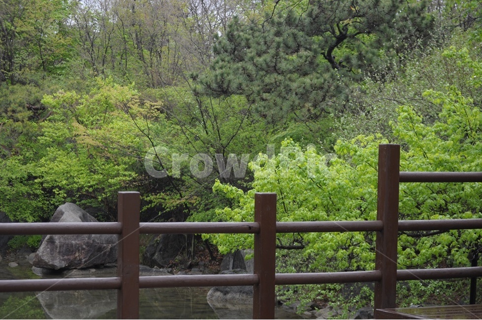 봄,연둣빛,새순,버드나무,봄풍경,자연,풍경,nature,landscape