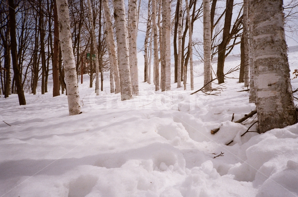 일본,훗카이도,비에이,japan,hokkaido,자작나무,birch,흰나무,눈,겨울,tree,plant,식물,film,filmcamera,겨울,계절,winter,season