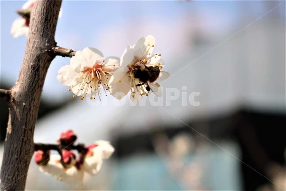 매화,매화나무,꽃,벌,꿀벌,식물,자연,plants,nature,꽃,flower,곤충,벌레,insect,bug