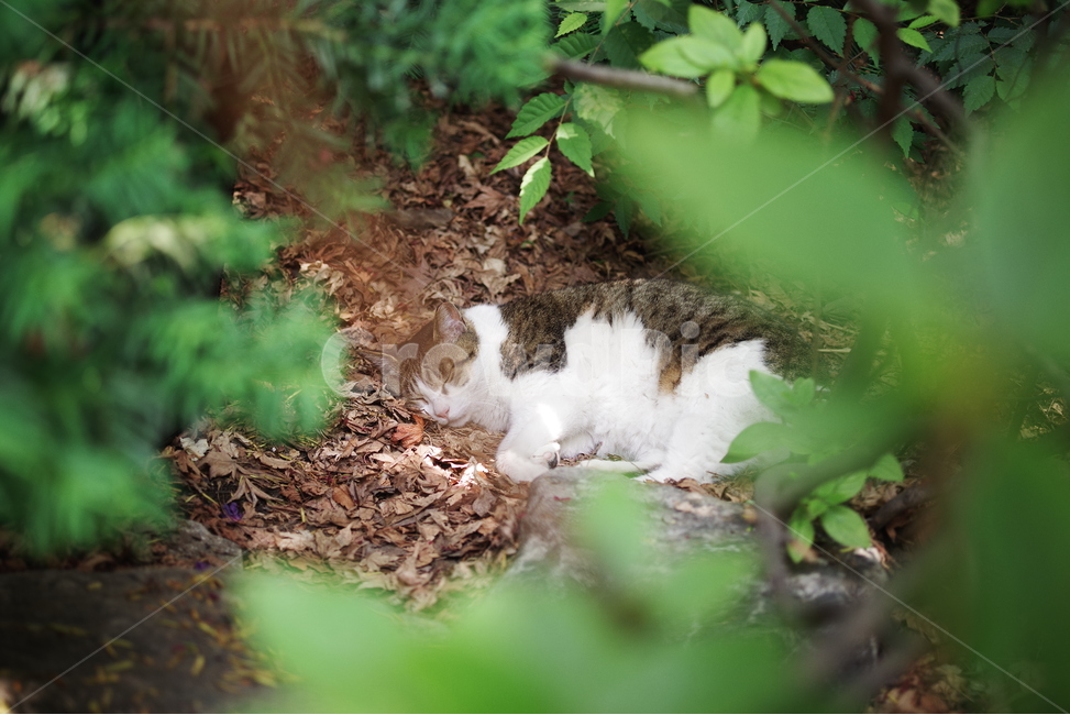 고양이,길냥이,길고양이,반려동물,동물,생명,자연,포유류,cat,kitty,kitten,cute,lovely,adorable,pet,animal,mammal,nature,natural,streetcat,wildcat,wild,야생,동물,animal,포유류,mammal,고양이,cat,kitten,kitty