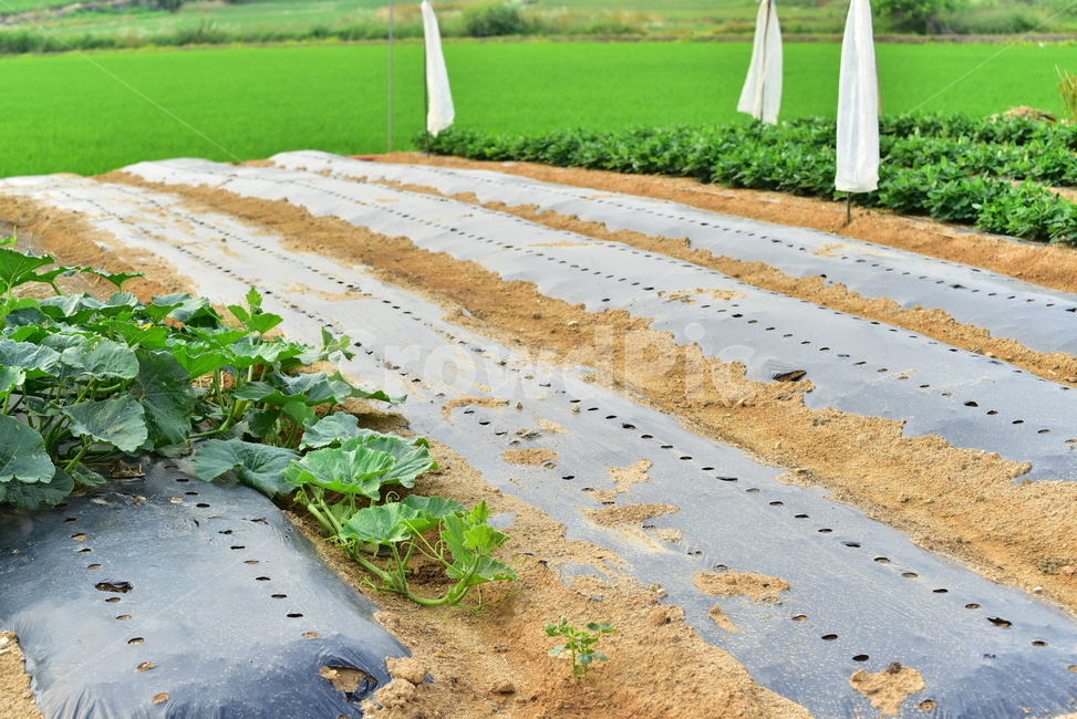호박,호박잎,비닐작업,호박줄기,호박넝쿨,농사,밭농사,농촌,field,farming,village,pumpkin,pumpkinflower,산업,industry,industrial,농업,농사,agriculture,farming,farming industry