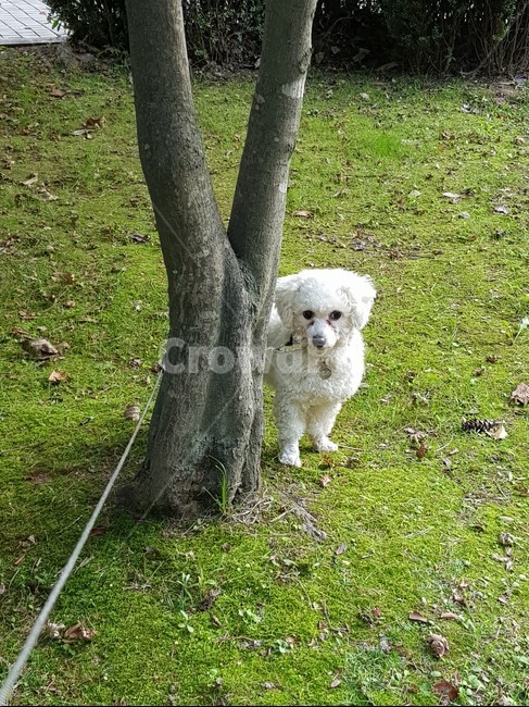 강아지,dog,puppy,비숑프리제,bichon