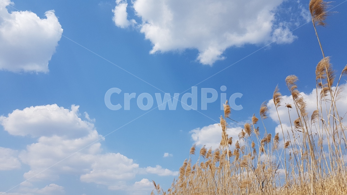푸른하늘,갈대,구름,bluesky,reed,clouds,가을,계절,fall,autumn,season