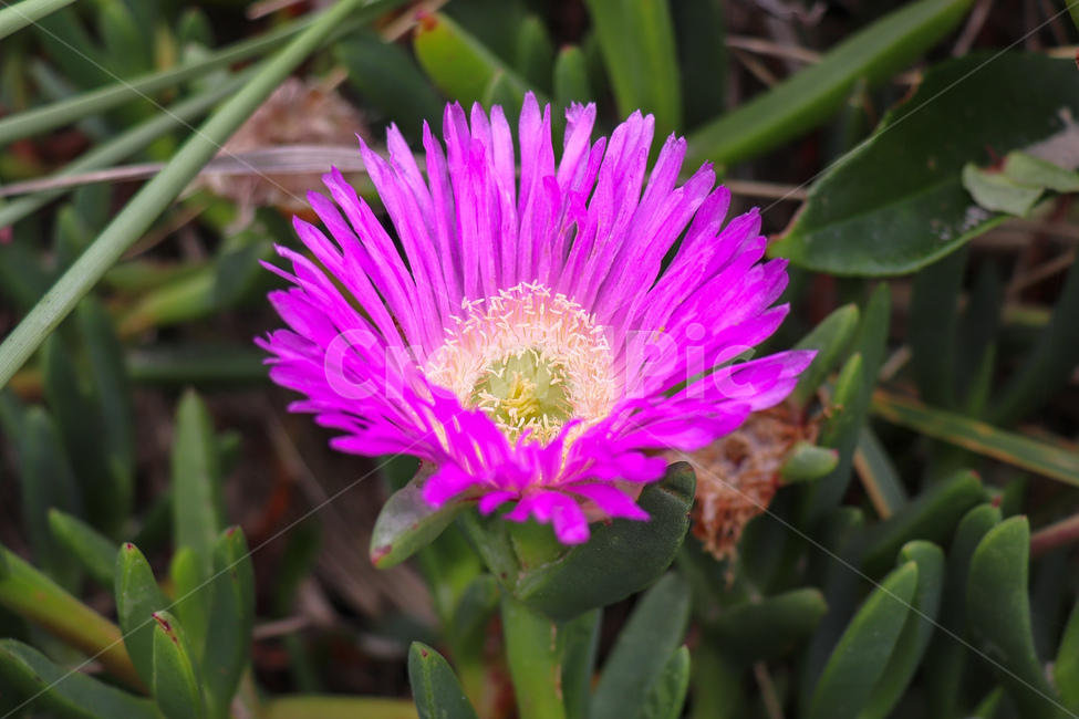 꽃,송엽국,pigface,야생화,flower,야생식물,wildflower,wildplant,꽃말,symbolism,petal,carpobrotus,식물,자연,plants,nature,꽃,flower
