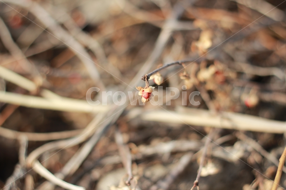 열매,겨울,나뭇가지,식물,자연,겨울,계절,winter,season,식물,자연,plants,nature