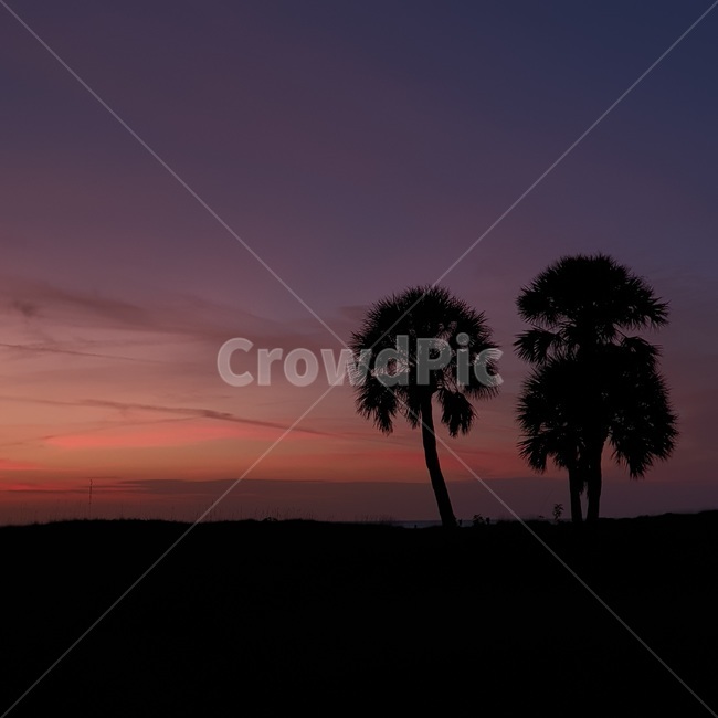 nature,자연,outdoors,옥외,plant,식물,tree,나무,야자수,선셋,석양,sunset,palmtree,summer,여름