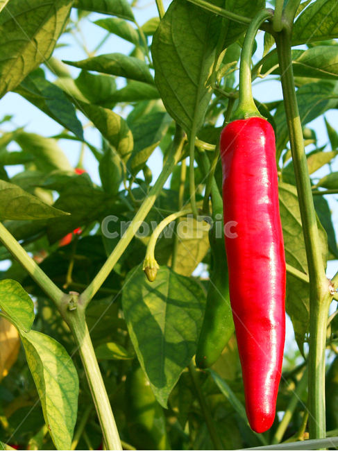 고추,홍고추,빨간고추,채소,고추재배,농작물,채소,야채,vegetables
