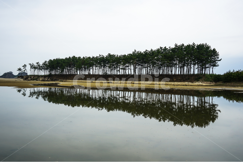 나무,나무나이,노수,멋있는나무,외로움,식물,자연,plants,nature,나무,trees,wood