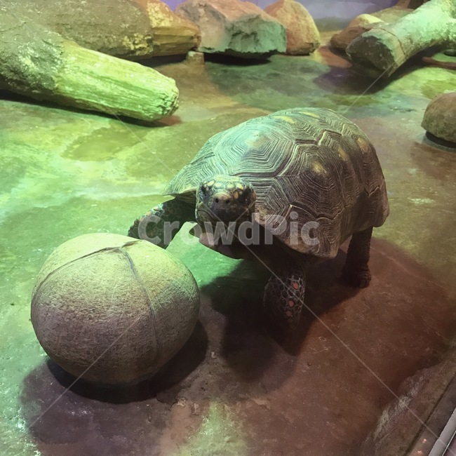 거북이,육지거북이,동물원,동물,터틀,turtle,zoo,animal