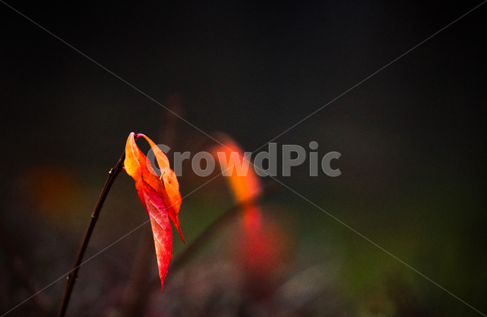 12월,초겨울,겨울,단풍,감성,식물,자연,가을,계절,fall,autumn,season,식물,자연,plants,nature,leaf,잎,plant,veins,정맥