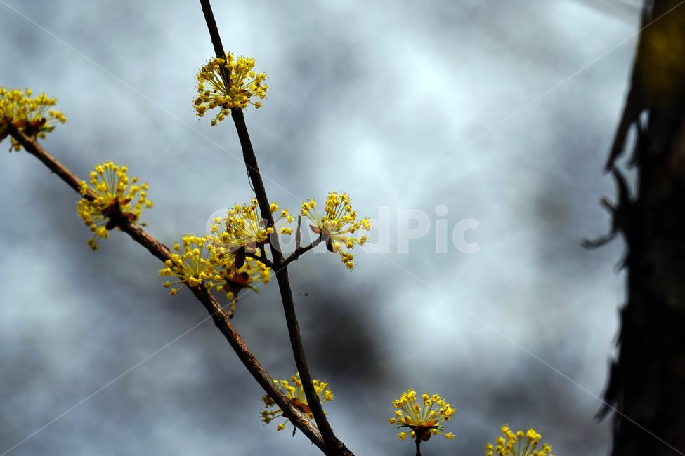 산수유,봄꽃,한국자연,꽃,꽃사진,플라워,flower,봄,spring,식물,plants,자연,nature,풍경,landscape,계절,season,snap,스냅,접사,macro,closeup,클로즈업,감성사진,감성,힐링,healing,느낌,feel,feeling,꽃밭,화단,나무,나뭇가지,tree,꽃봉오리,4월,April,봄,계절,spring,season,식물,자연,plants,nature,꽃,flower,plant,flare,플레어,light,빛