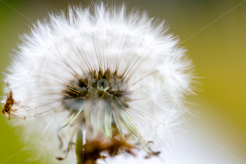 plant,식물,flower,blossom,꽃,식물,자연,plants,nature
