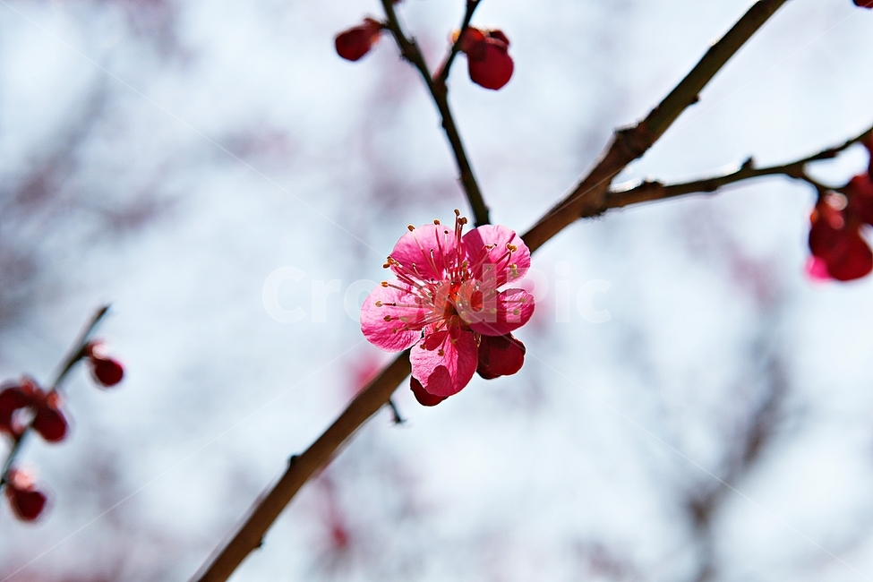 홍매화,매화,꽃,봄꽃,붉은꽃,식물,자연,봄,봄,계절,spring,season
