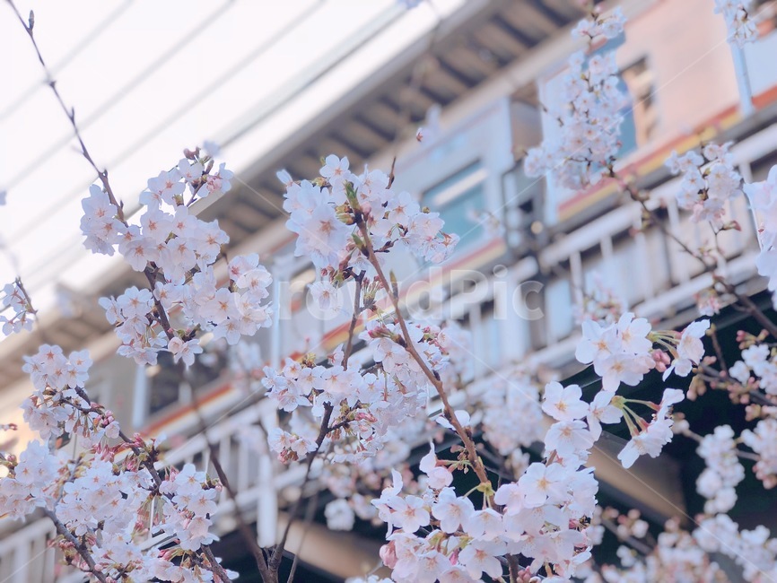 봄,꽃,벚꽃,일본,자연