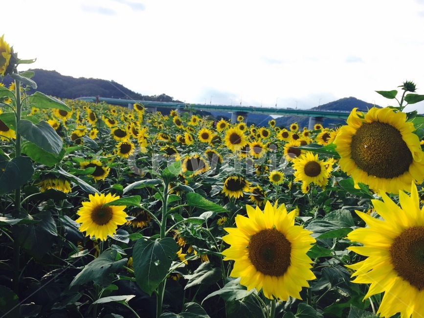 꽃,해바라기,꽃밭,식물,봄,식물,자연,plants,nature,꽃,flower