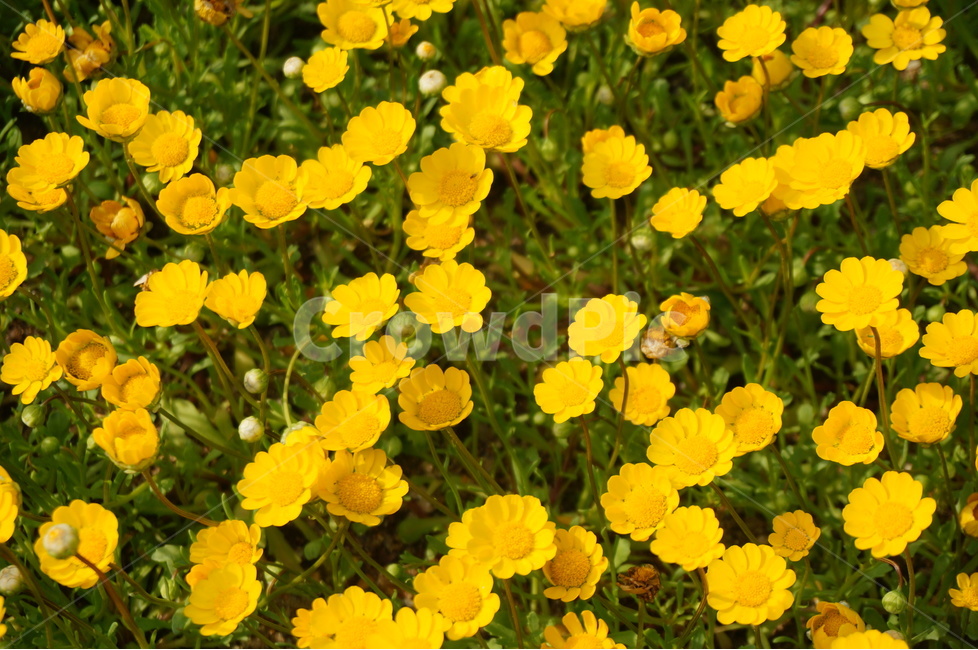 꽃,노란꽃,꽃밭,노란,yellow,식물,자연,plants,nature,꽃,flower