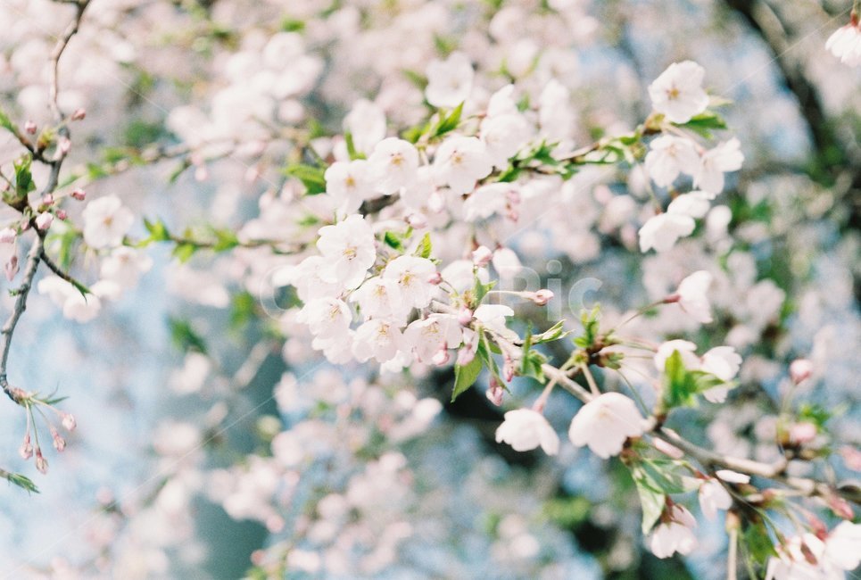 plant,식물,벚꽃,꽃,cherryblossom,blossom,필름사진,필름감성