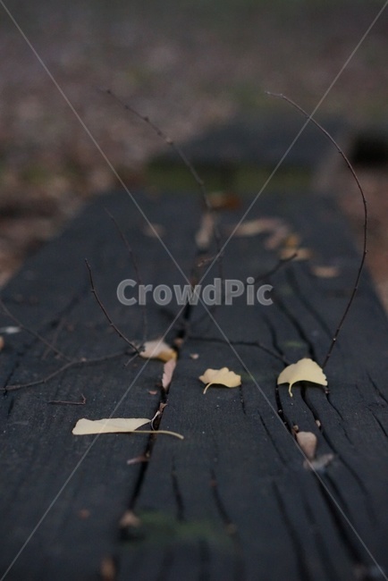 leaf,잎,plant,식물,나무,가을,계절,fall,autumn,season