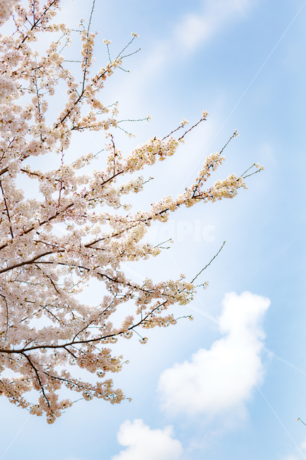 봄꽃,꽃,벚꽃,벛꽃,나무,봄,개화,벚꽃나무,봄,계절,spring,season,자연,풍경,nature,landscape,plant,식물