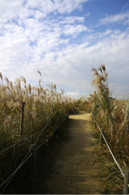 가을,억새,자연,nature,plant,식물,하늘,구름,길,자연,풍경,nature,landscape,boardwalk,산책로,building,건물,bridge,다리,grass,잔디