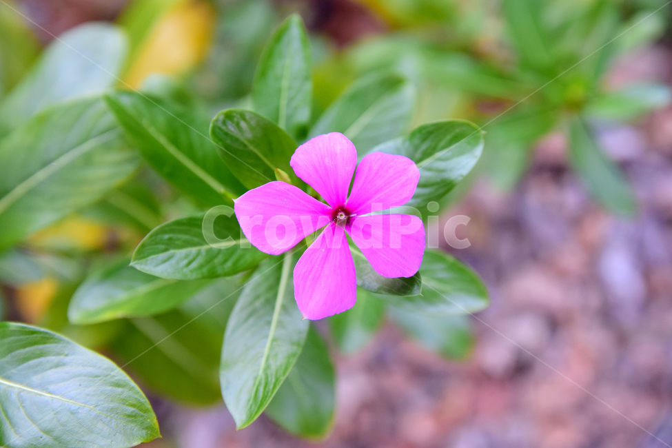 식물,꽃,blossom,plant,flower,식물,자연,plants,nature,꽃,flower
