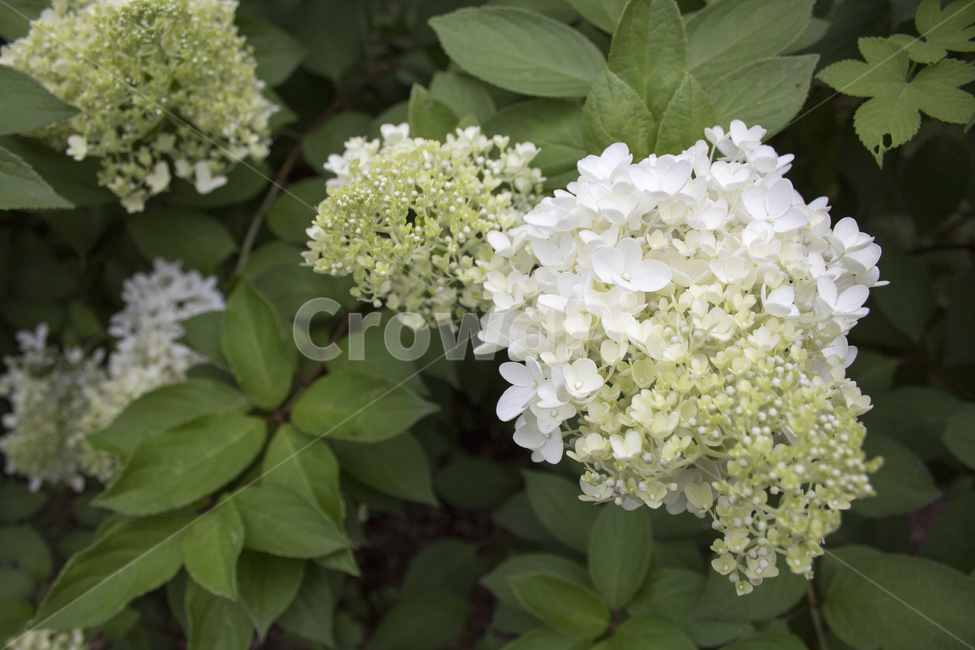 수국,꽃,식물,자연,flower,식물,자연,plants,nature,꽃,flower