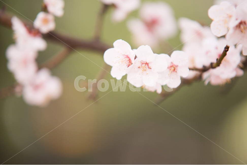 벚꽃,나무,분홍,꽃,봄,봄,계절,spring,season,식물,자연,plants,nature,꽃,flower,감성,sensible,feeling,plant,blossom