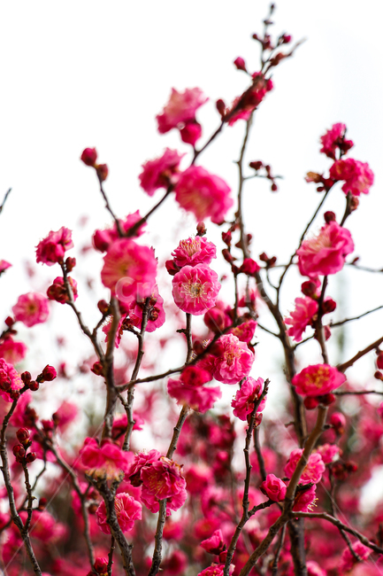 홍매화,벚꽃,식물,꽃,봄,식물,자연,plants,nature,꽃,flower