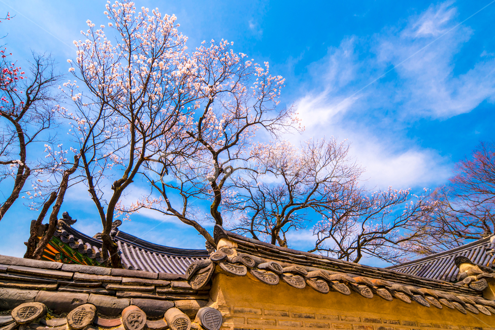 고궁,창덕궁,벚꽃,살구꽃,서울,봄,화려함,봄,계절,spring,season,한국전통,한국문화,korean traditional,korean culture,건축물,건물외관,exterior,building,structure,architecture,construction,roof,지붕