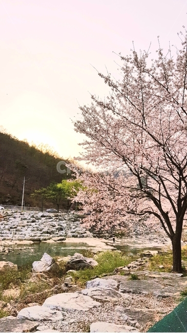 봄,벚꽃,나무,노을,강변