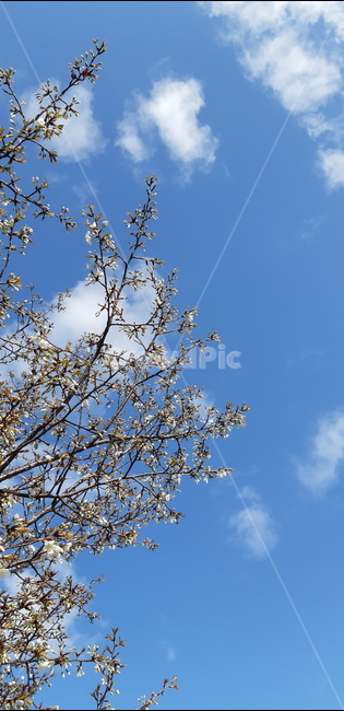 파란하늘,벗꽃,힌구름,봄,맑음,봄,계절,spring,season,자연,풍경,nature,landscape,식물,plants,나무,trees,wood
