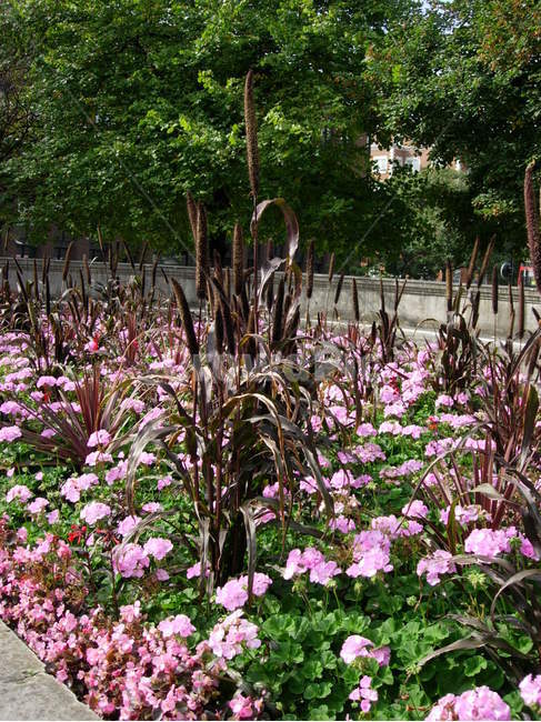 식물,꽃,blossom,flower,plant