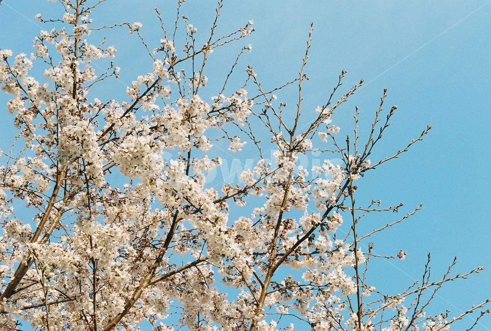 식물,blossom,꽃,flower,봄,벚꽃,spring