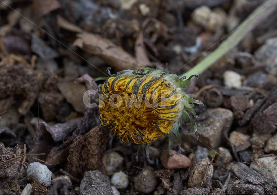 민들레,시든꽃,노란꽃,접사,오므림,인내,flower,dry,macro,wilt,patience