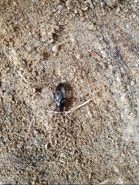 곤충,insect,昆蟲,자연,nature,곤충,벌레,insect,bug