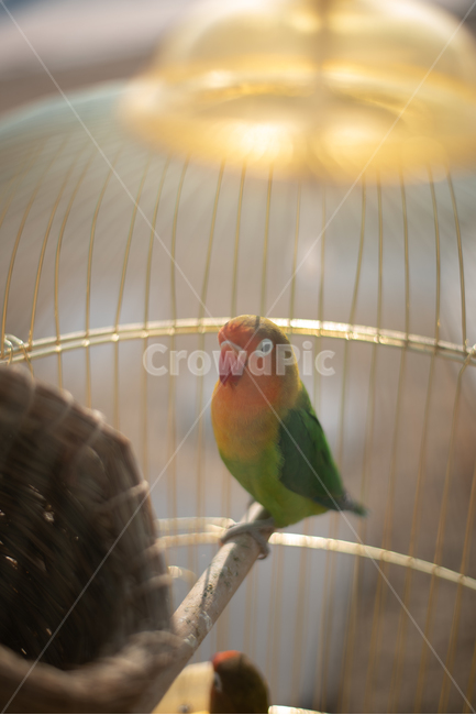 새,재류,새장,동물,앵무새,동물,animal,조류,새,birds,감성,sensible,feeling