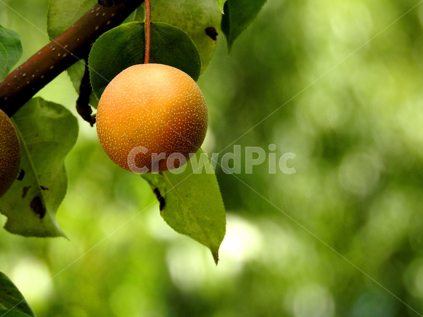과일,배,식물,열매,fruit,식물,자연,plants,nature,과일,열매,fruit
